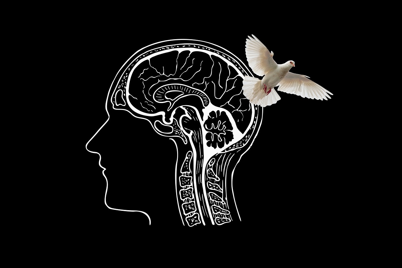 head, brain, dove-5037006.jpg